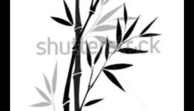 היופי שבדיו: יצירת רישומים אלגנטיים ונצחיים