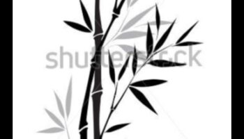 היופי שבדיו: יצירת רישומים אלגנטיים ונצחיים